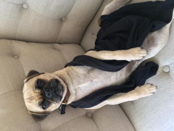 /Images/uploads/PUG NATION RESCUE OF LOS ANGELES/pugnationcalendar/entries/2427thumb.jpg